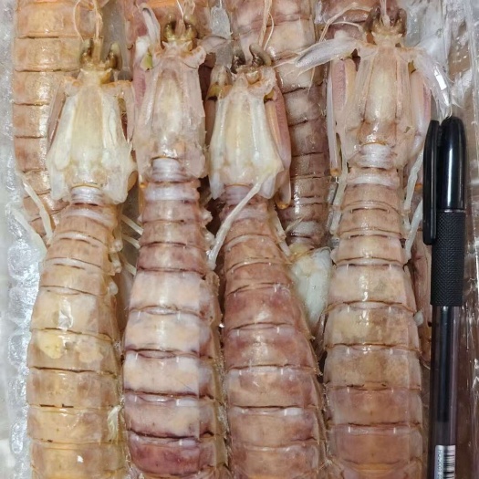 重庆市皮皮虾