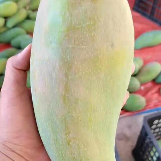 沧源县大青芒