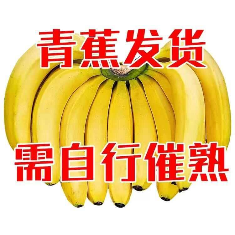 云南河口香蕉高山香蕉10斤新鲜水果当季香蕉批发
