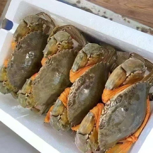 龙港青蟹