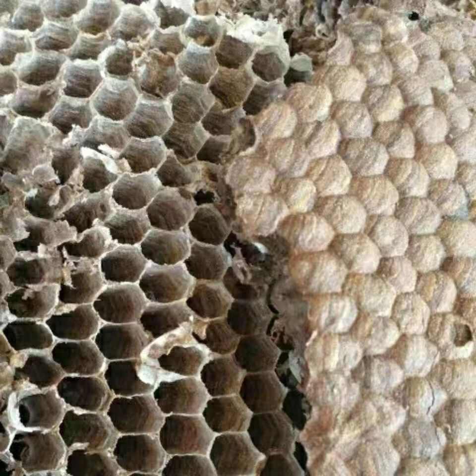 云南中药材蜂房正品蜂巢马蜂窝马峰露蜂房煮水块状