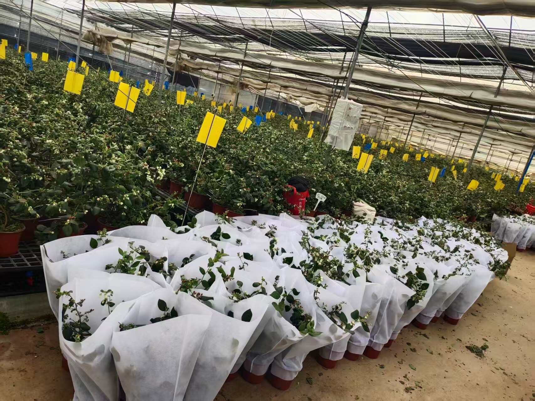 蓝莓苗 带花带果 60-80公分 到家就能存活 大量有货