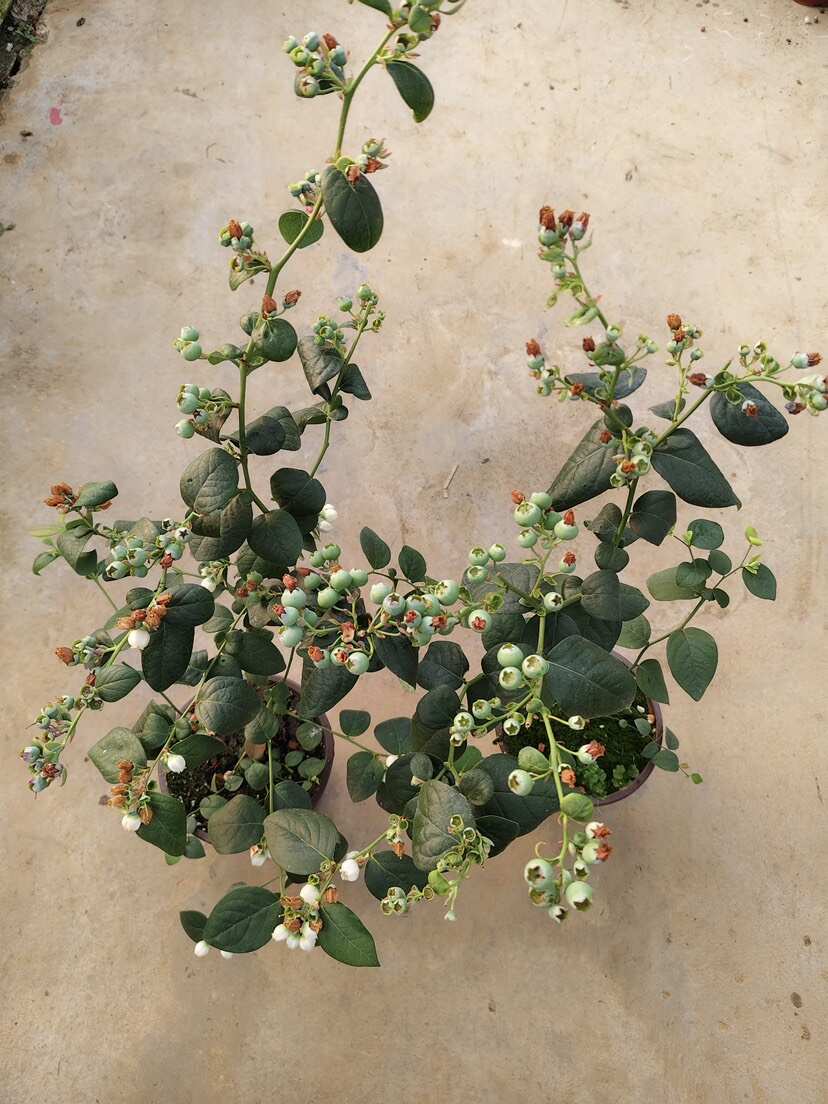 蓝莓苗 带花带果 60-80公分 到家就能存活 大量有货