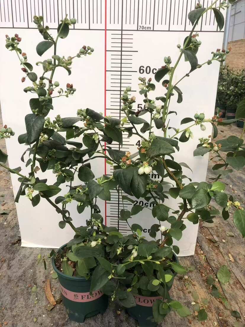 蓝莓苗 带花带果 60-80公分 到家就能存活 大量有货