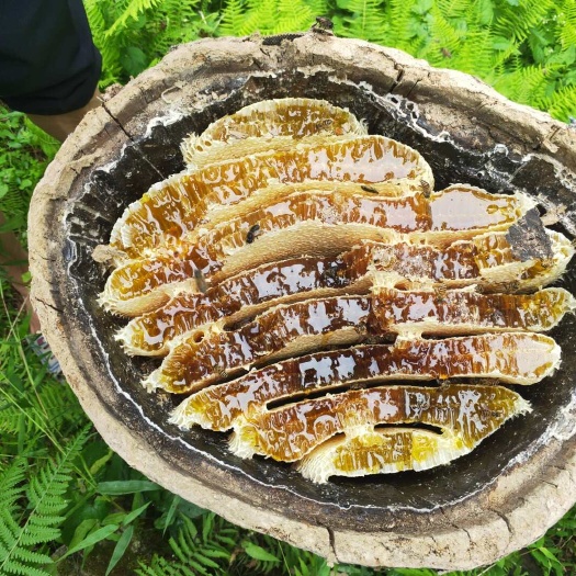 石棉县正宗土蜂蜜自家养的 保证是土蜂蜜