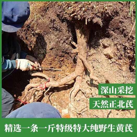 甘肃岷县黄芪包邮新货 整条无硫 产地直销（买黄芪送枸杞）