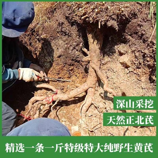 甘肃岷县黄芪包邮新货 整条无硫 产地直销(买黄芪送枸杞)