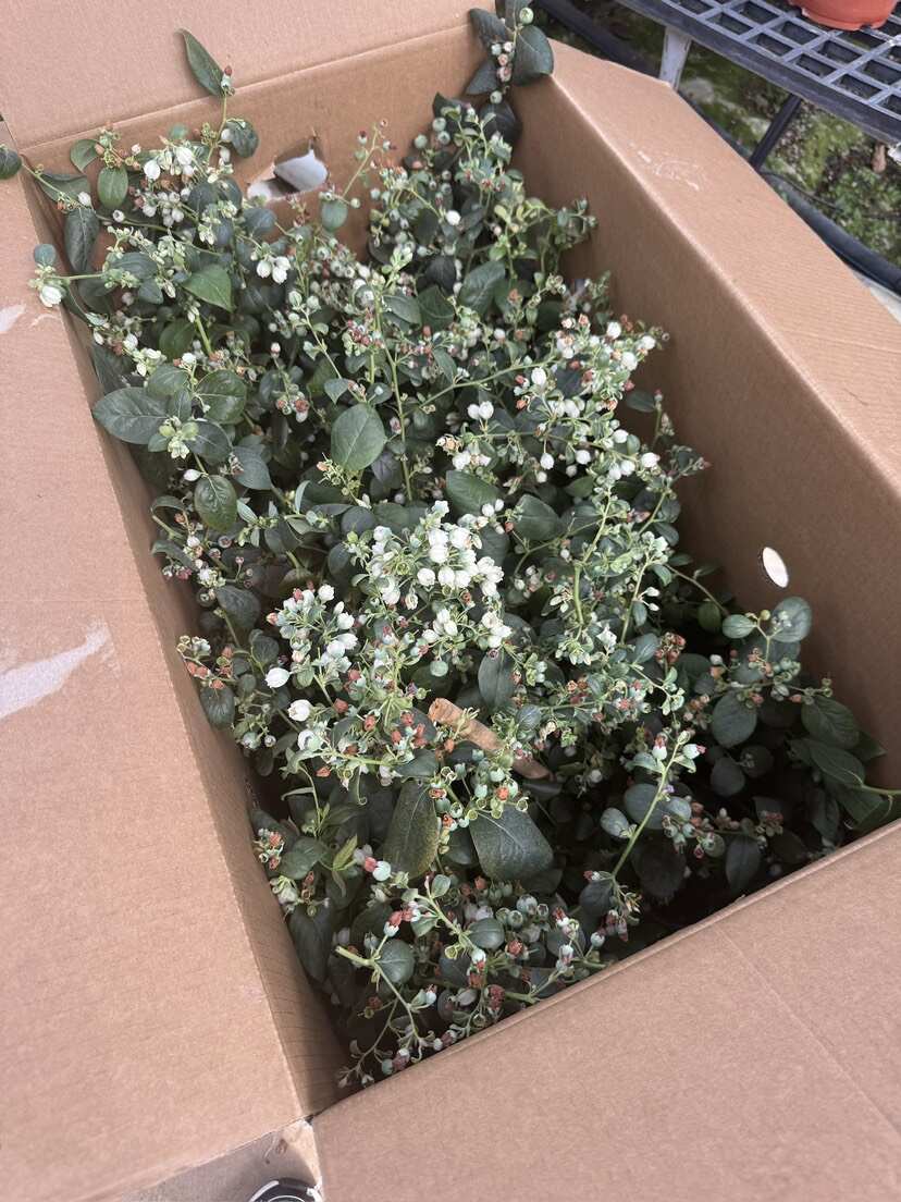 蓝莓苗 带花带果 60-80公分 到家就能存活 大量有货
