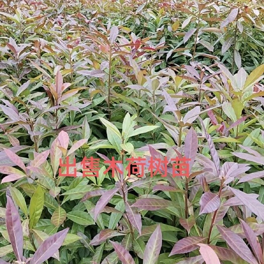 清流县木荷树苗，多少尺寸都有
