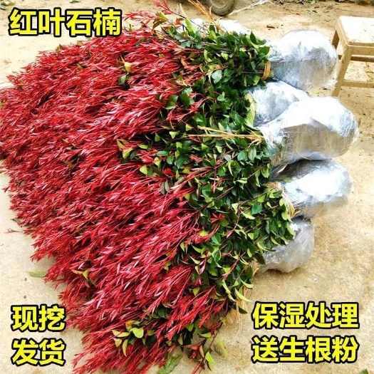 红叶石楠绿化苗 四季常青庭院绿化苗木树苗红罗宾篱笆苗石兰