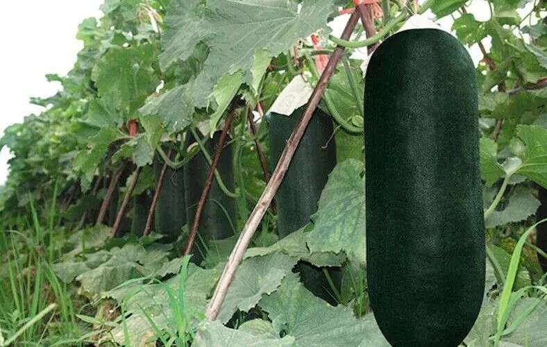 普宁市新鲜冬瓜苗 种子种苗优质可信赖 蔬菜幼苗发货快 农户优选