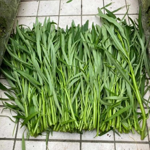 东莞市青通，白通，柳叶青，白。