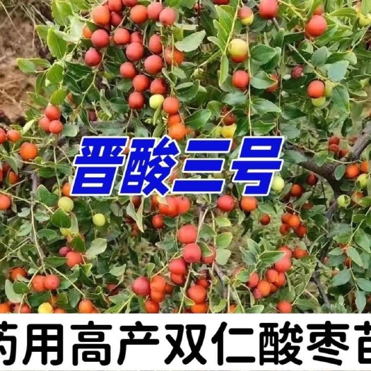 绛县酸枣苗，晋酸3号酸枣苗，双仁酸枣苗，二年酸枣苗当年栽上就会结