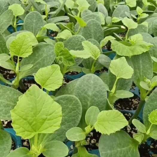 普宁市优质甜瓜苗 水果种苗健康发货快 种植优选品种