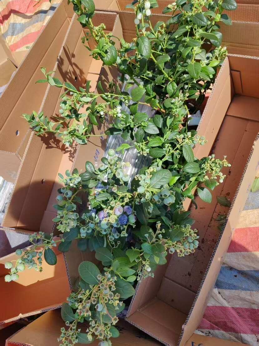 蓝莓苗 带花带果 60-80公分 到家就能存活 大量有货