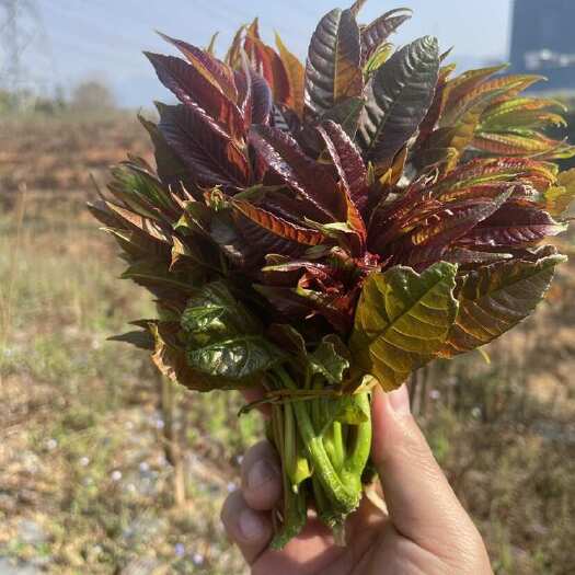 思茅香椿