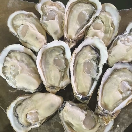 三倍体乳山生蚝全国批发鲜活海鲜生鲜水产品牡蛎海蛎子损坏包赔