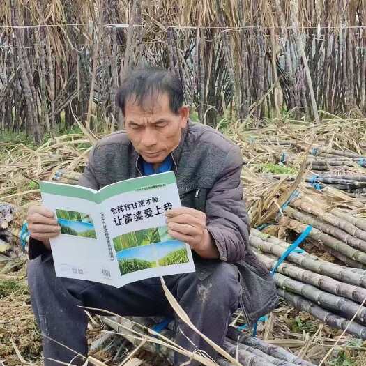柳州黄皮甘蔗苗