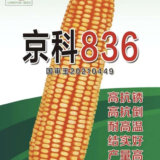 京科836杂交玉米种子 密植红轴抗倒伏抗锈病耐高温 产量高
