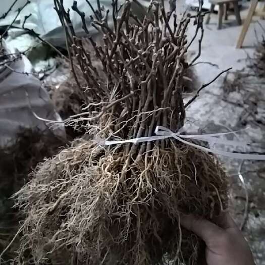 溆浦县猕猴桃实生苗排栽苗