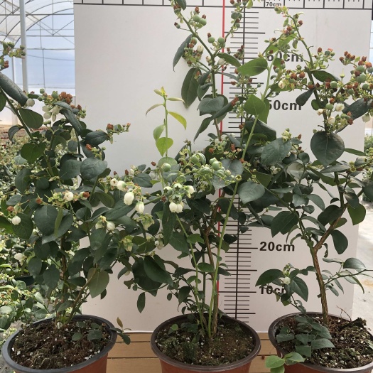 蓝莓苗 带花带果 60-80公分 到家就能存活 大量有货