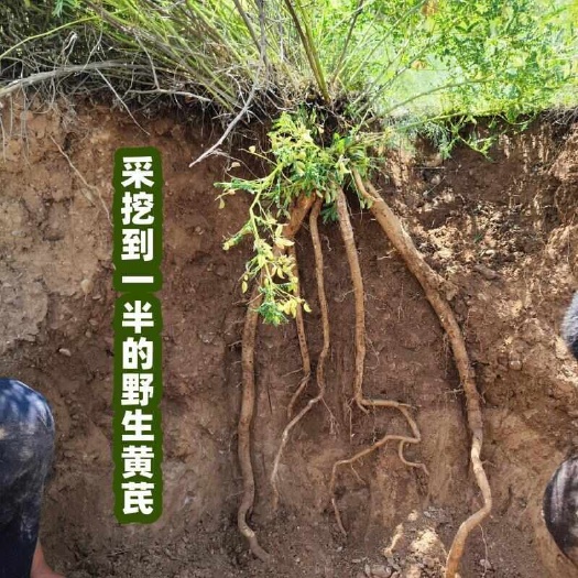 甘肃岷县黄芪包邮新货 整条无硫 产地直销（买黄芪送枸杞）
