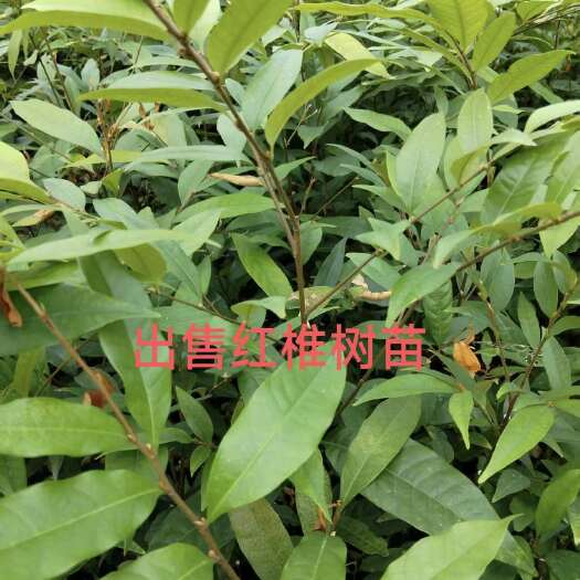 清流县出售红椎树苗，多少尺寸都有