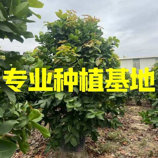 漳州丛生洋蒲桃批发 莲雾水果树供应福建漳州莲雾水果树种植基地