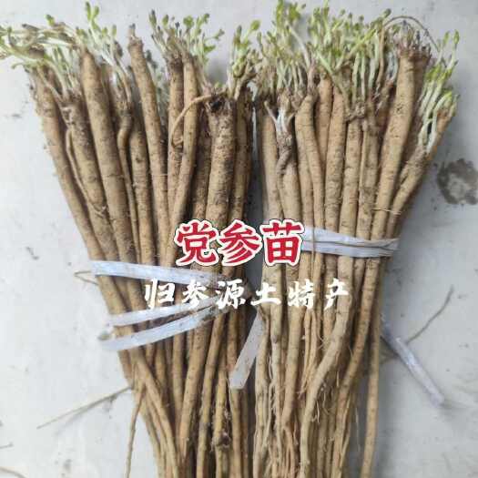 陇西县甘肃岷县优质挑选党参苗当归苗党参苗黄芪苗可盆栽包邮