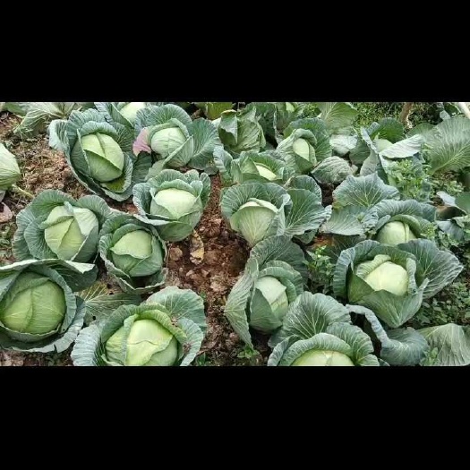 翁源县大量甘蓝，（平包菜）供应10000斤