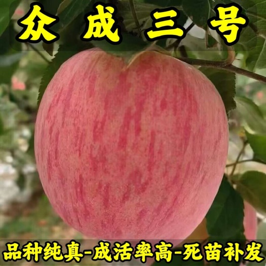 众成三号苹果苗 品种纯真 基地现起现发货 成活率高 死苗补发