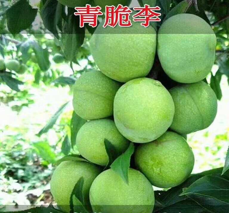 绛县山西运城绛县特色李子树苗优质种苗供货