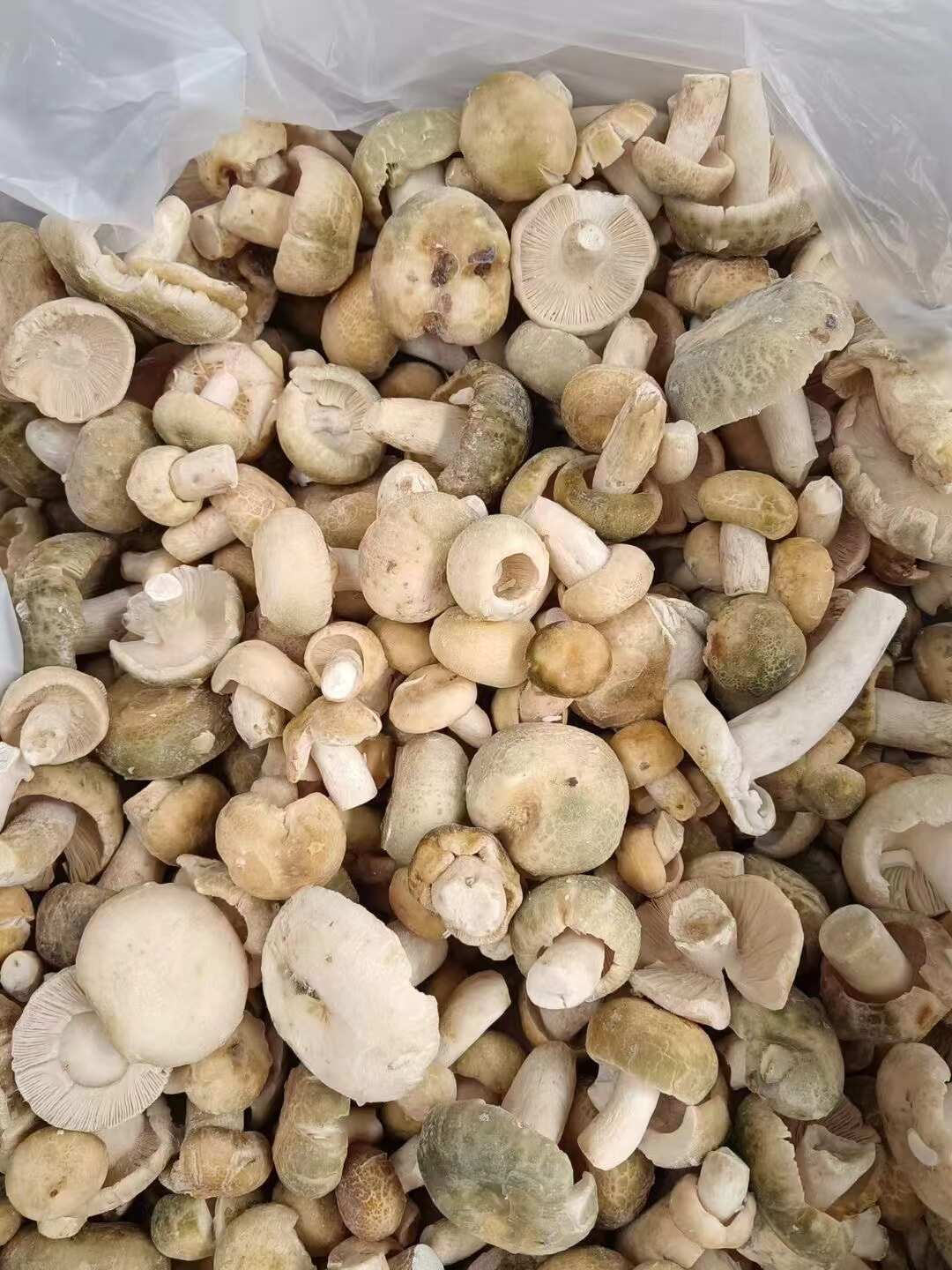 青頭菌凍品通貨骨朵，二開都有