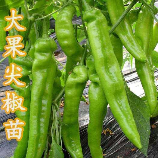 萧县青椒苗优质种苗来自安徽宿州萧县农户新鲜直供蔬菜种苗辣椒苗