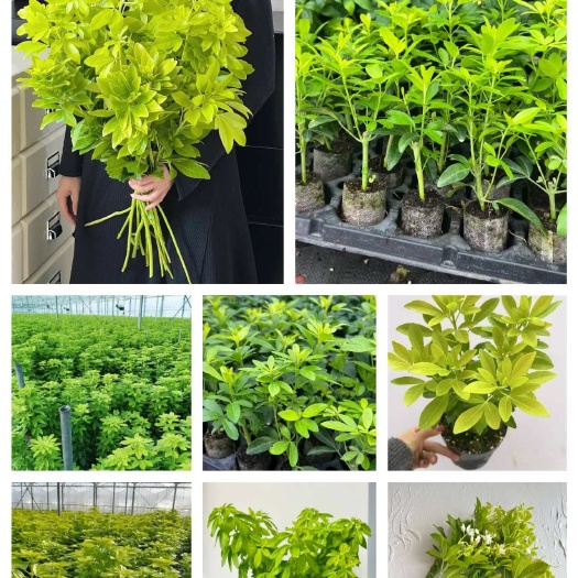 高贵好闻墨西哥橘叶叶材