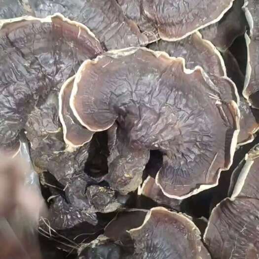 东北林下灵芝 长白山林下金边灵芝 林下种植松杉灵芝