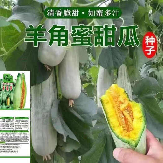 长沙羊角蜜甜瓜种籽羊角酥甜瓜种子香瓜密春季四季水果特大超种孑