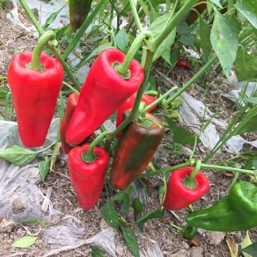 淮安红椒