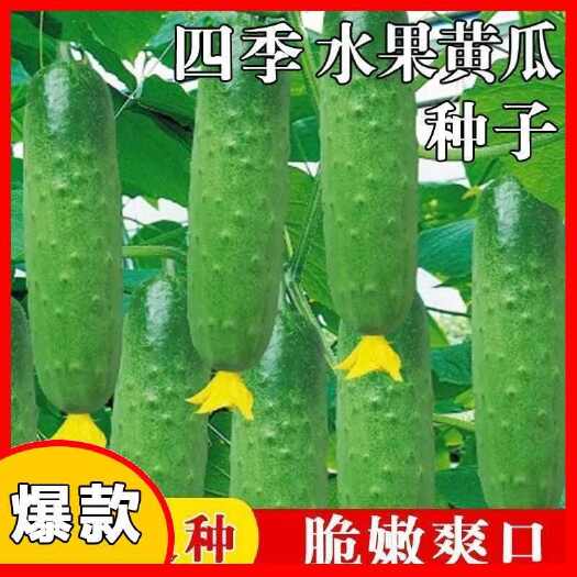 长沙水果黄瓜盆栽种蔬菜种子压趴架阳台籽旱四季种子大棚春秋黄瓜