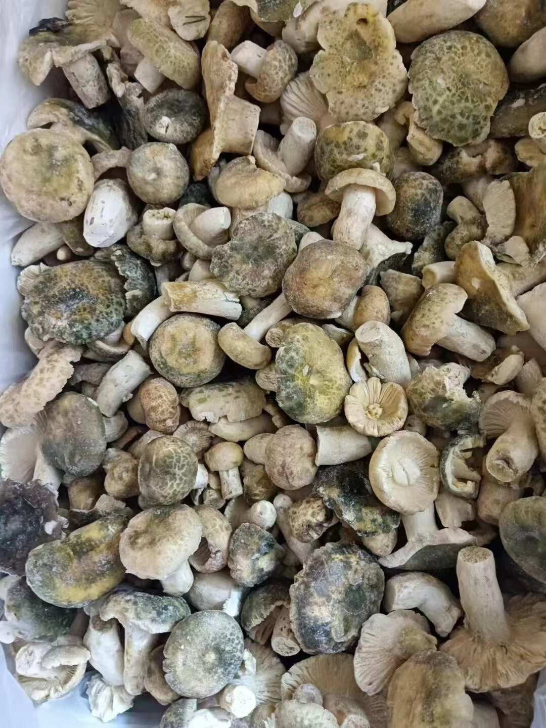 青頭菌凍品通貨骨朵，二開都有