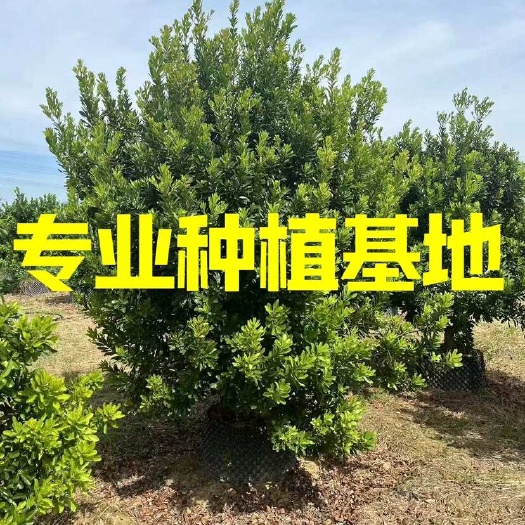 漳州福建漳州杨梅树水果树种植基地批发 绿化树供应 全冠杨梅树价格