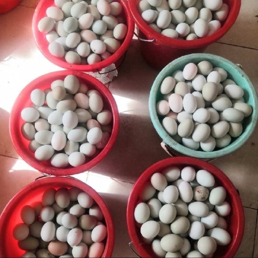 昌邑市新鲜土鸡蛋源自潍坊昌邑品质保证农家直供