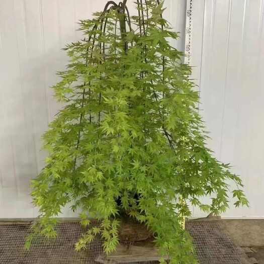 广州青枫苗木 广州荔湾直发 槭树优质乔木 增添庭院景观色彩