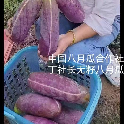 靖州县（真无籽贵）丁社长无籽八月瓜苗 中国八月瓜合作社丁社长推广