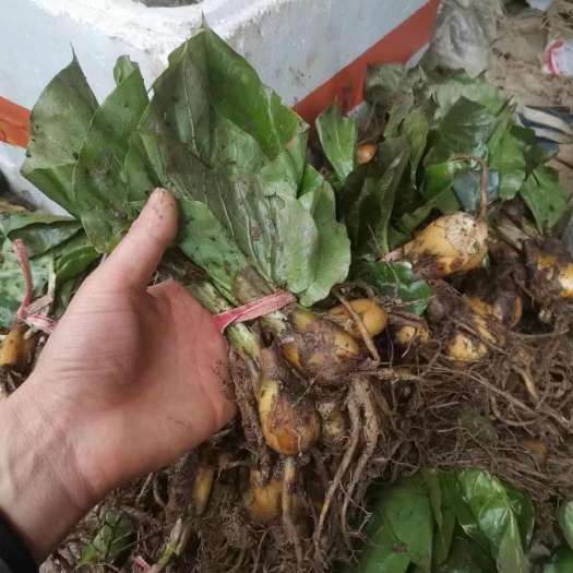 大叶荞麦百合花种苗