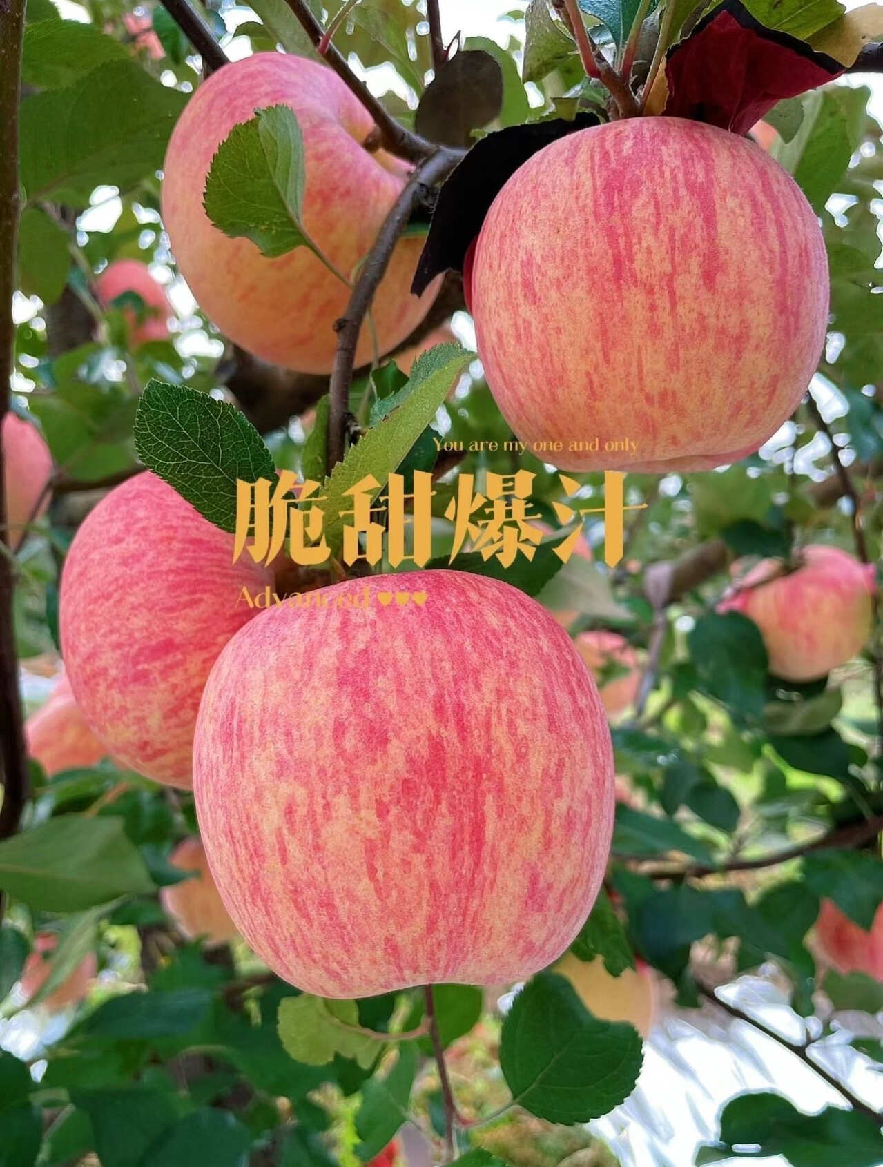 正宗洛川苹果红富士脆甜多汁不打蜡带皮吃原产地顺丰直发