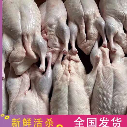 佛山新鲜现杀农家自养麻鸭土鸭生鲜冷冻鸭子鸭肉整只 3-6斤左右