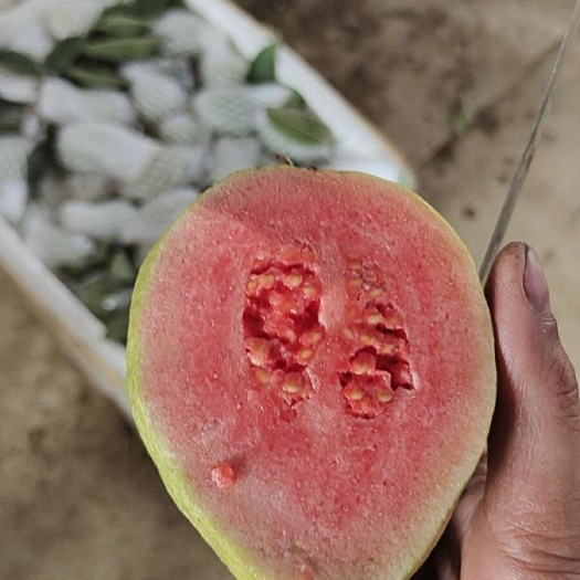 灵山县红心芭乐（番石榴）自家果园直发