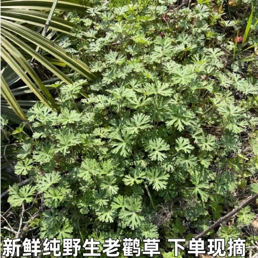 嘉兴新鲜老鹳草 整珠带根 干净无杂