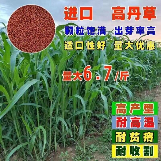 高丹王牧草种子杂交四季产量大喂猪牛羊鸡养殖鱼畜牧养殖专用草籽